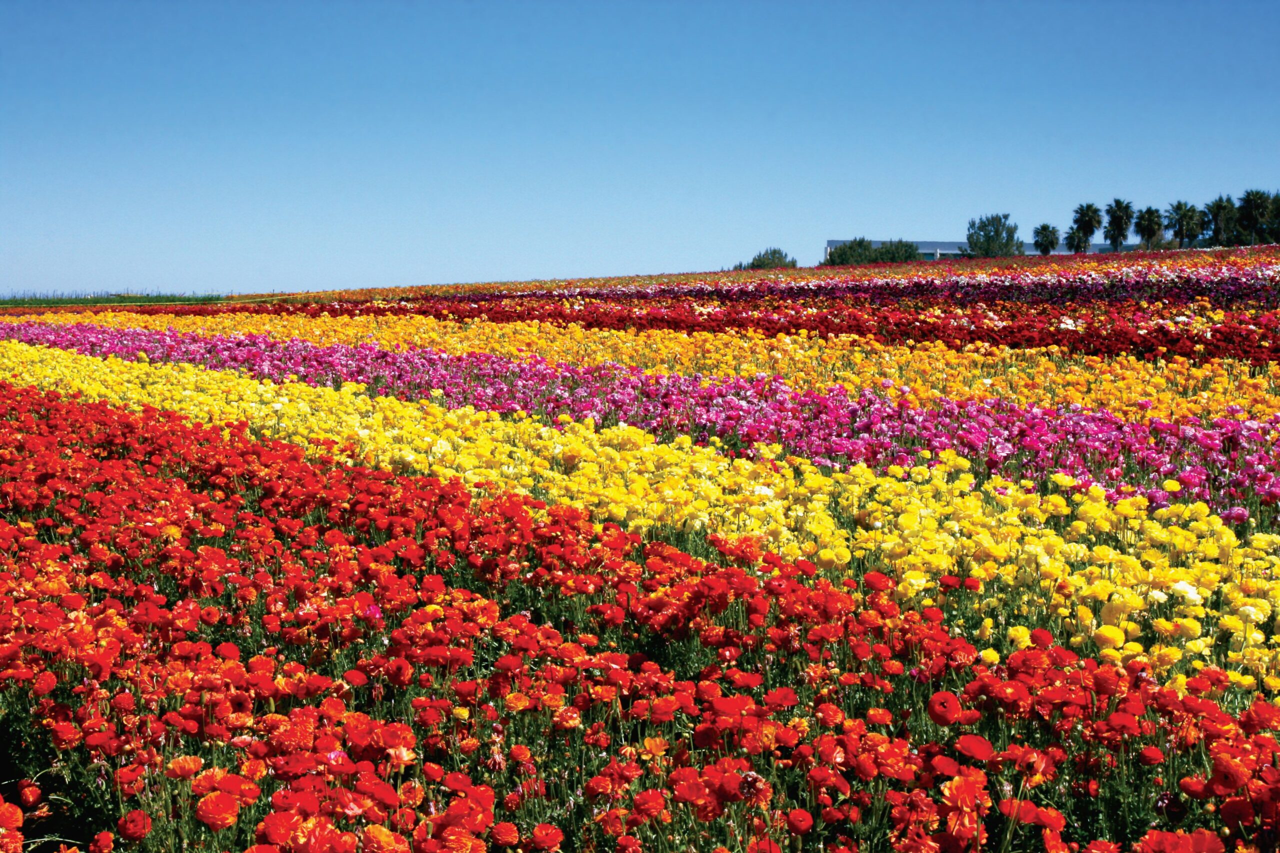 Una Semana Ms Extienden El Impresionante Espectculo De Flores En Carlsbad.jpg